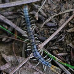 Hemiscolopendra marginata