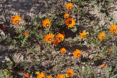 Dimorphotheca