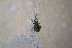 Otiorhynchus armadillo