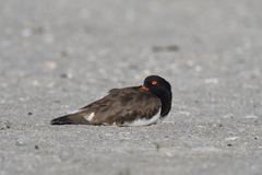 Haematopus palliatus