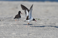 Haematopus palliatus