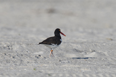 Haematopus palliatus