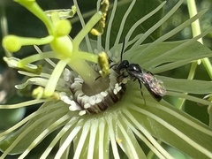 Protandrena passiflorae