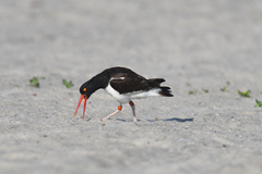 Haematopus palliatus