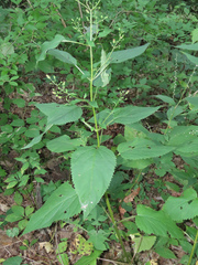 Scrophularia marilandica