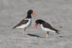 Haematopus palliatus