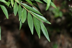 Wikstroemia indica