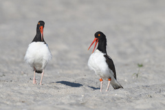 Haematopus palliatus