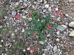 Astragalus sanguineus