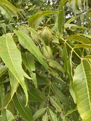 Carya illinoinensis