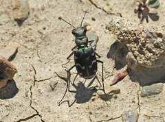 Cicindela limbalis
