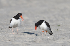 Haematopus palliatus