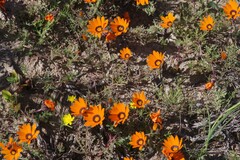 Dimorphotheca
