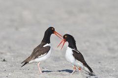 Haematopus palliatus