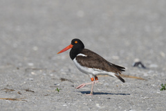 Haematopus palliatus
