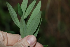 Wikstroemia indica