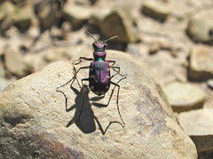 Cicindela limbalis