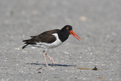 Haematopus palliatus