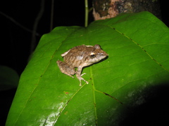 Pristimantis fenestratus