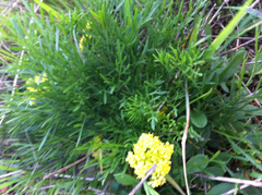 Lomatium caruifolium