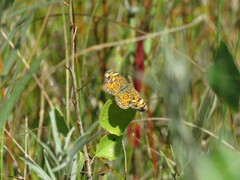 Phyciodes tharos