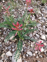 Astragalus sanguineus