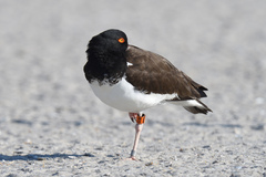 Haematopus palliatus