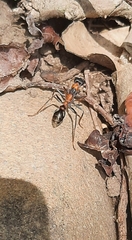 Myrmecia nigrocincta
