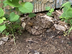 Agkistrodon contortrix