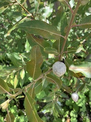 Salix eriocephala