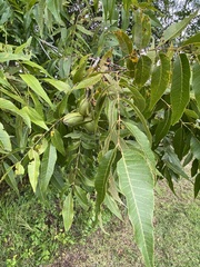 Carya illinoinensis