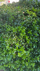 Trachelospermum asiaticum