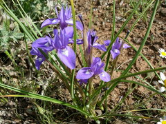 Moraea sisyrinchium