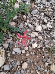 Astragalus sanguineus