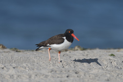 Haematopus palliatus