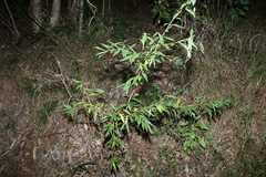 Wikstroemia indica