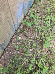 Agkistrodon contortrix