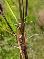 Cyperus esculentus leptostachyus
