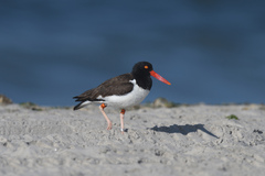 Haematopus palliatus