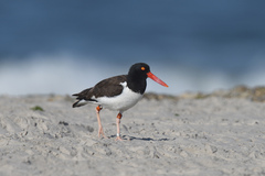 Haematopus palliatus