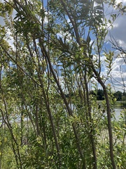 Salix eriocephala