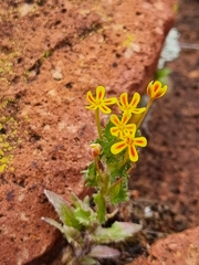 Zaluzianskya divaricata