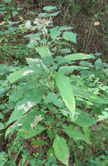 Eutrochium purpureum