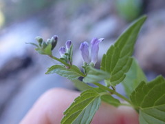 Scutellaria