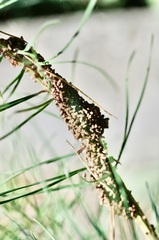 Acantholyda hieroglyphica