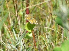 Phyciodes tharos