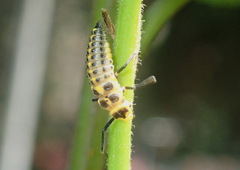 Coccinellidae