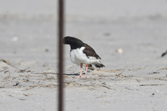 Haematopus palliatus