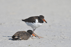 Haematopus palliatus