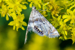 Petrophila fulicalis